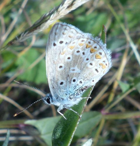 Polyommatus icarus